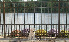 Elba Puppy Picket Residential Aluminum Fence